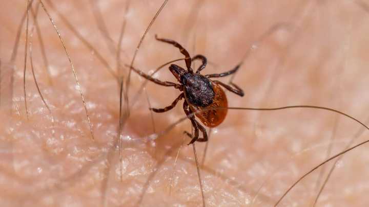 Suman 102 Casos y 48 Muertes por Rickettsiosis en Chihuahua Durante 2025