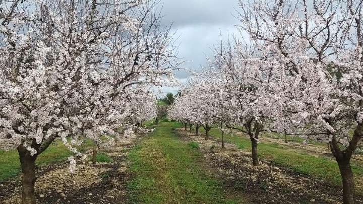 El Govern busca una finca en Mallorca para destinarla a la experimentación agraria: el presupuesto son seis millones