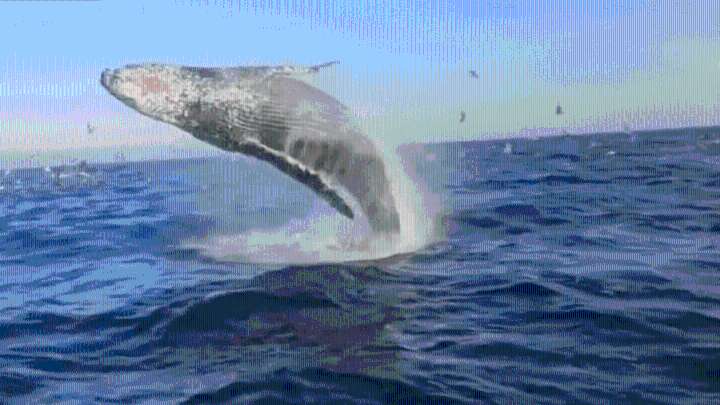 Humpback whale breaches as friends pose for a picture in Newport Beach