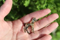 Meet Pumuckel: the world’s tiniest horse just crowned by guinness world records