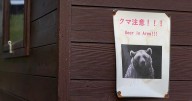 U.S. issues unusual warning to Americans in Japan: Beware of bear attacks