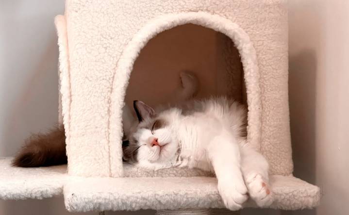 ¿Cómo cuidar a tu gato en temporada de frío? Conoce estos tips