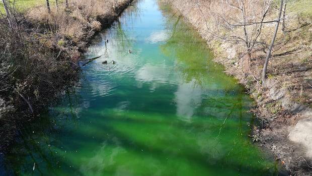 Why water in Windsor's Grand Marais drain looks neon green