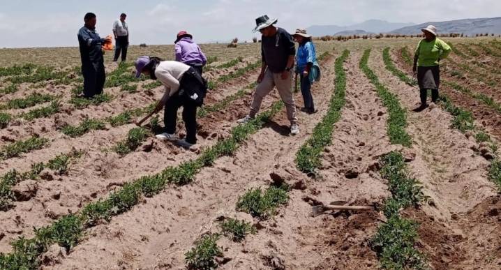 Agro “se mueve”: los 2 cultivos de la costa con potencial para migrar a sierra y selva