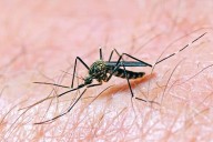 La Diputación de Sevilla actúa en 11.000 hectáreas para frenar el Virus del Nilo