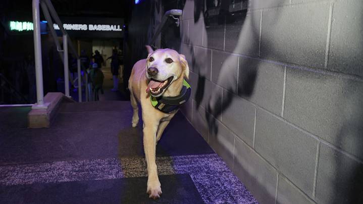 Josh Naylor says Seattle Mariners clubhouse dog made him feel at home