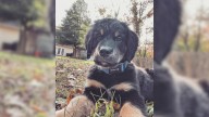 North Carolina’s Adorable Goldie And Bernese Mountain Dog Mix Becomes Viral Favorite