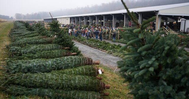 Christmas tree retailers find lots to like at a Pennsylvania wholesale auction