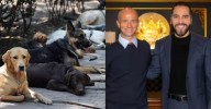 Bukele impulsa programa nacional para el rescate de perros y gatos callejeros