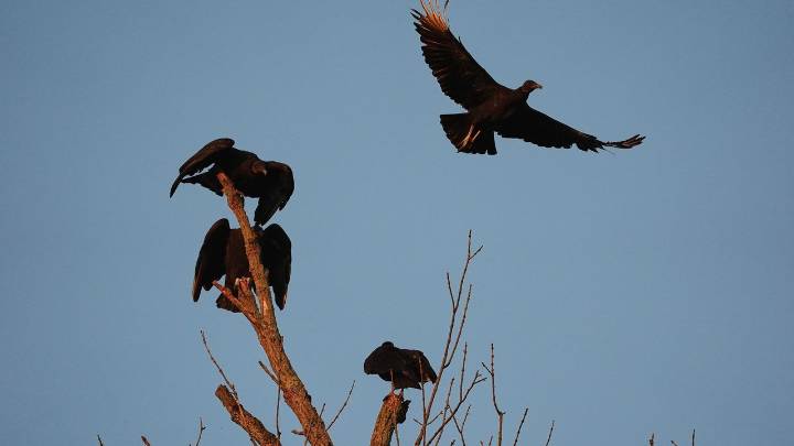 Black vultures attack and kill cattle. Climate change is one reason they're spreading north