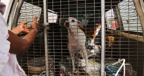 Supreme Court orders stray dogs to be removed from schools, railway stations