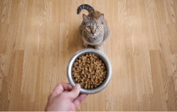 Maúlla más para que ese hombre te haga caso