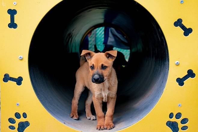 Proponen registro obligatorio con microchip para animales de compañía en BC