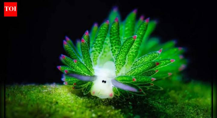 Costasiella kuroshimae leaf sheep: The tiny Pokemon-like sea slug that turns sunlight into solar energy