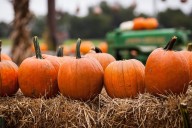 October 'Pumpkin Walk' in Canfield announces results of fundraising event