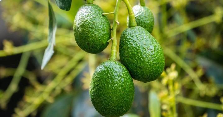 Cómo cultivar tu propio árbol de palta: cada cuánto hay que regarlo y cuándo da los primeros frutos