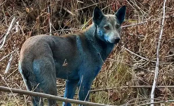 Descubren perros con pelaje azul en la zona de exclusión de Chernobyl