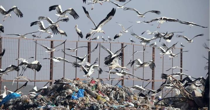 Gaviotas y cigüeñas transportan cientos de kilos de plástico desde los vertederos hasta la Bahía de Cádiz