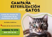 Habrá los días 24, 25 y 26 de noviembre campaña de esterilización de gatos al 2 x 1 en el MUSAVE