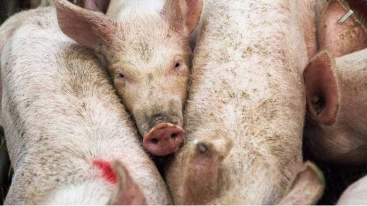 Assam bans inter-district movement of pigs as ASF cases surge across state