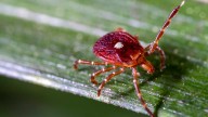 New Jersey Man Is First Person To Die From Meat Allergy Caused By Tick Bite