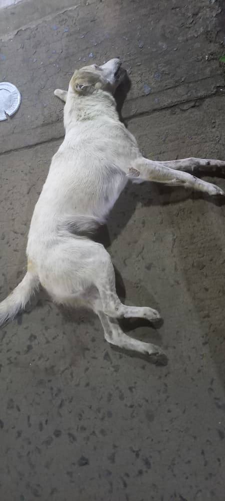 Denuncian envenenamiento de mascotas en Unare 2