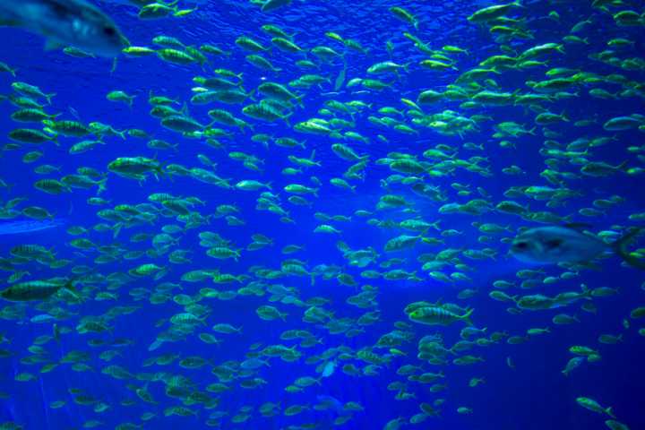 La fiebre por las baterías llega al abismo: los residuos mineros están cambiando la vida en las profundidades del Pacífico