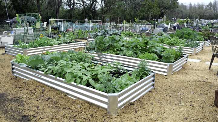 14 Essential Crops That Belong In Every Survival Garden