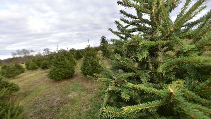 Where to find Christmas trees in the Blue Water Area