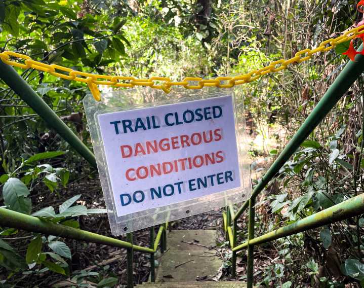 Beetles Attacked Wahiawā Botanical Garden Trees, Closing Trails