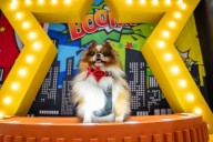 Expopet en Medellín del 20 al 23 de noviembre en Plaza Mayor