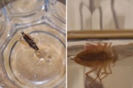 Woman Picks Up Bedside Water for a Sip—Not Ready for What They Find Inside