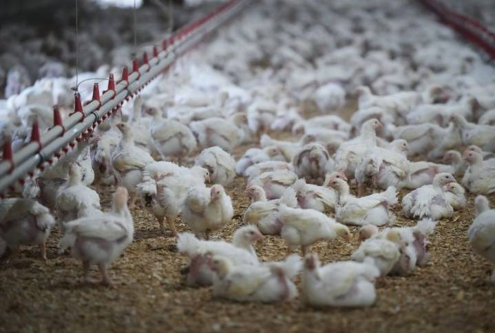 Chicken prices on the rise in Canada amid supply, avian flu concerns