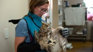 Owl rescued after falling into concrete mixer in Kanab