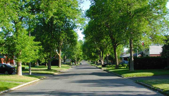 DNR awards new community grants to grow Southeast Michigan’s urban tree canopy