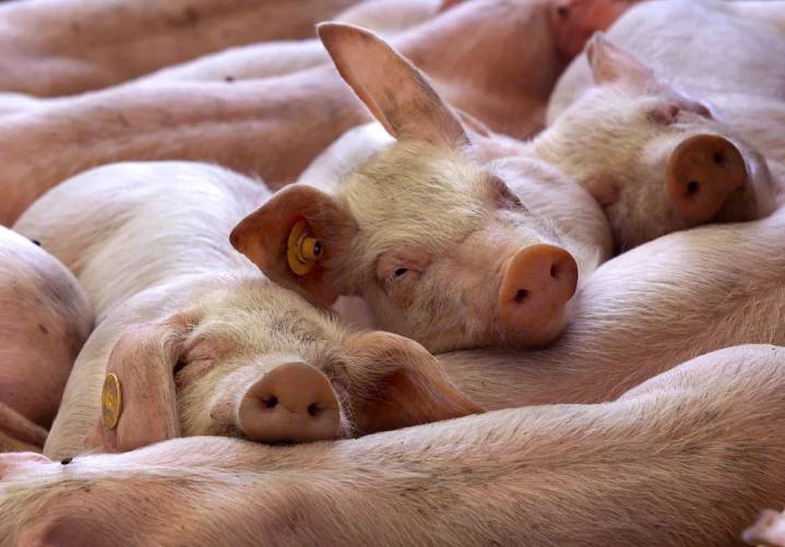 Más cerca del xenotrasplante: estudian la respuesta de un paciente que mantuvo trasplantado durante 61 días un riñón procedente de cerdo