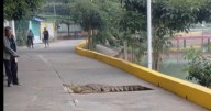 VIDEO: ¡Con machete en mano! Vecino ahuyenta a cocodrilo en calles de Ciudad Isla, Veracruz
