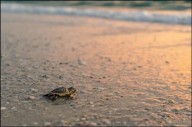 Keewaydin Island's sea turtle nesting improves without tropical storms