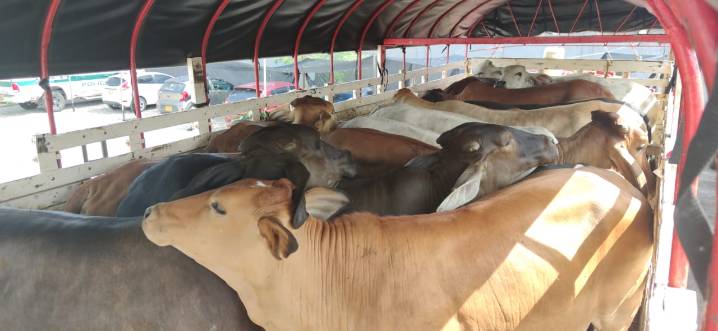 Incautaron semovientes bovinos en El Dorado