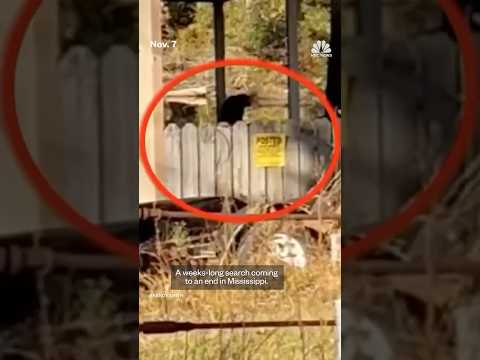 Final escaped monkey captured after Mississippi crash