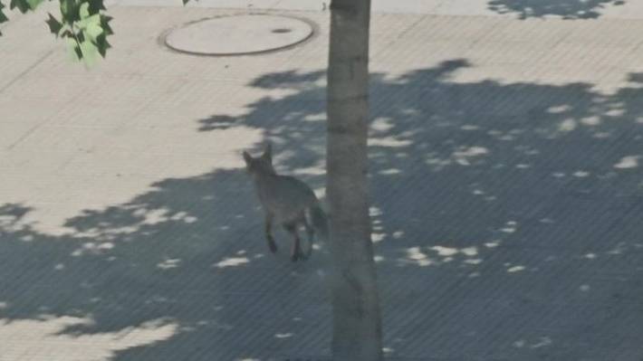 SAG busca al zorro visto en Alonso de Córdova y el Parque Araucano: "No intenten atraparlo ni perseguirlo"