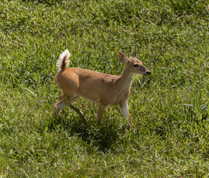 90 especies de fauna fueron identificadas en áreas de conservación de Ecopetrol en Casanare