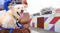 Este domingo habrá campaña de esterilización para mascotas en Torreón
