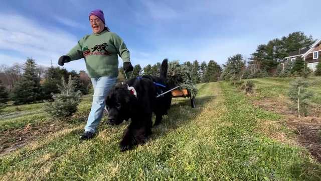 Christmas comes earlier and earlier, has cutest helper at Mass. tree farm
