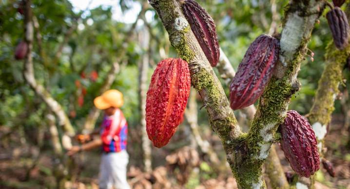 Suiza y San Martín impulsan producción del cacao que demanda Europa: el próximo gran paso