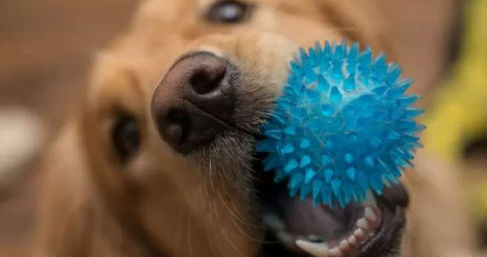 Científicos descubren una habilidad en los perros que se consideraba únicamente humana