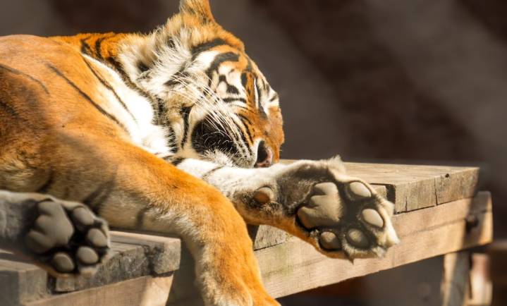 Decomisados, el 80% de animales en zoológico de Morelia