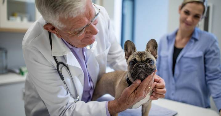 Vet issues warning to dog owners over serious winter hydration risks