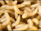 Plaga del barrenador golpea a 13 estados; Sonora libre… hasta ahora.