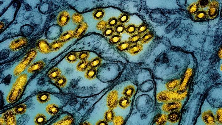 Washington resident dies of complications from bird flu strain never before reported in humans